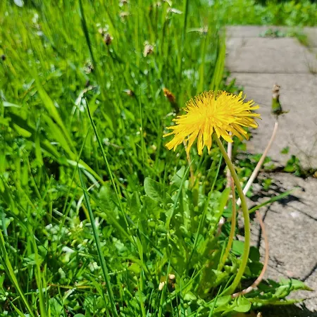 Renovated Garden-apartment, Next To Forest, On Mountain, Free Parking *