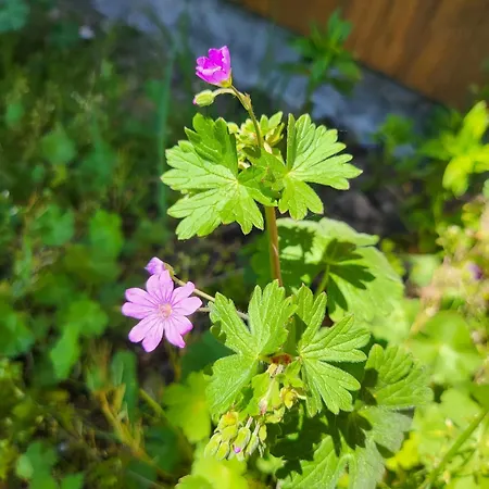 Currently Halfprice By Sometimes No Warm Water! Renovated Garden-apartment, Next To Forest, On The Mountain, Free Parking